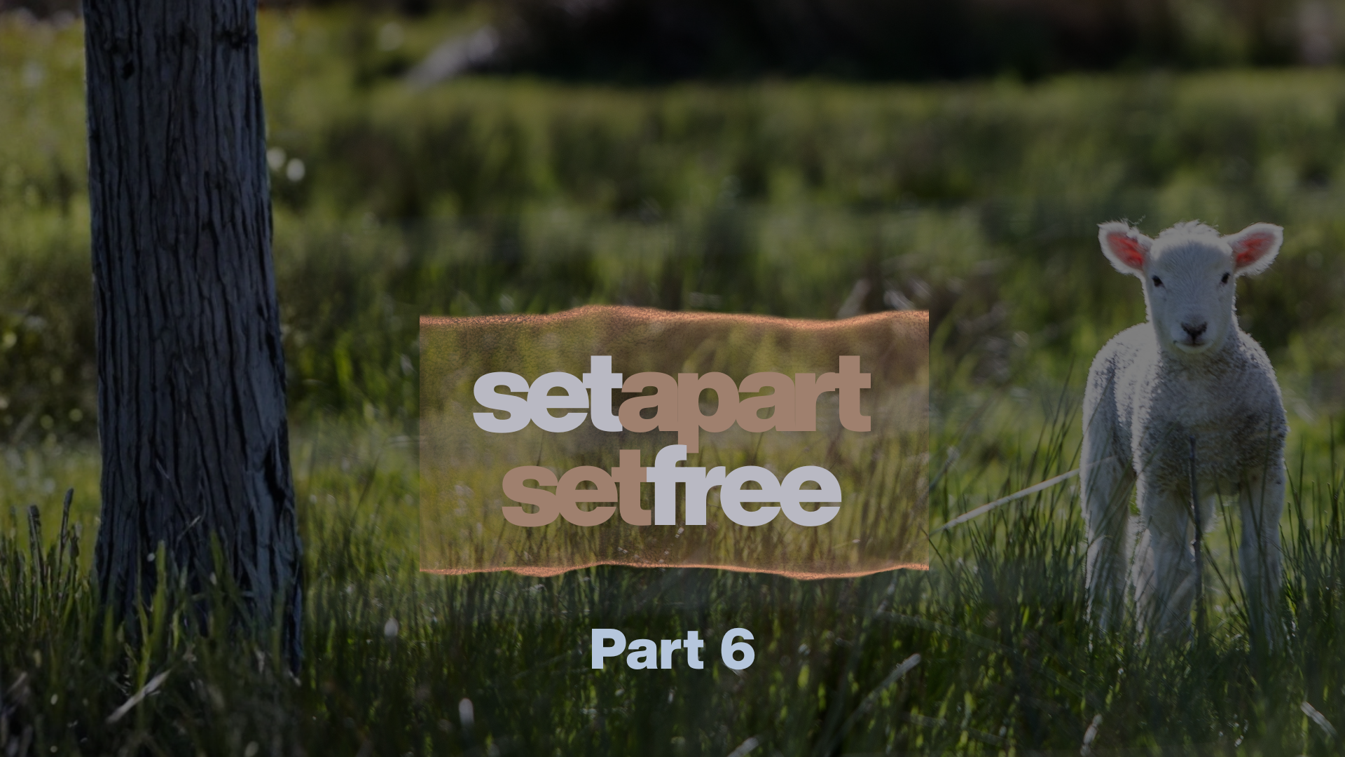 Without Blemish or Spot