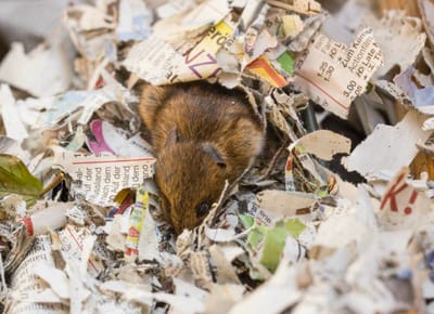 Tertullian's Pontic Mouse