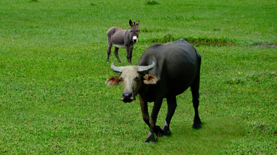 The Ox and the Donkey